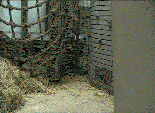 ZPTYsu.gif
