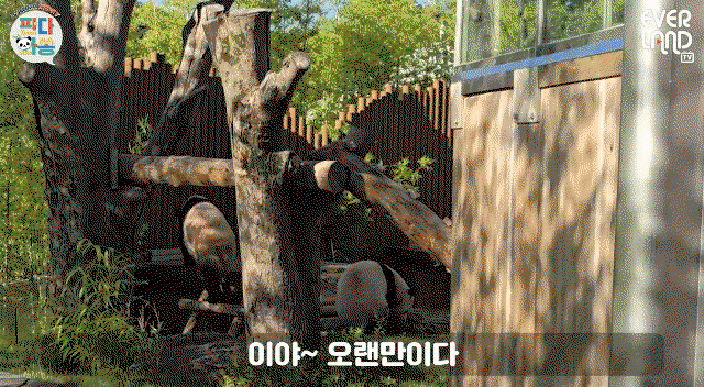 ZQfosT.gif