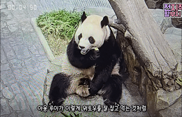 ZScMvX.gif