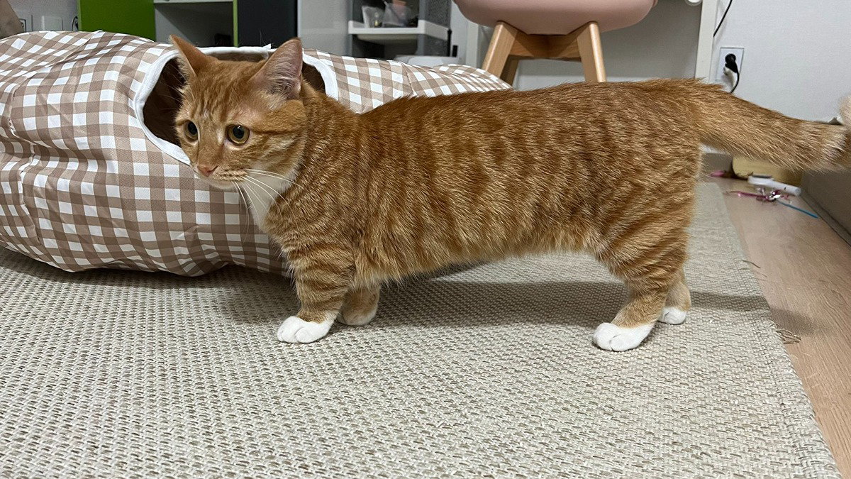 ZVfoxB