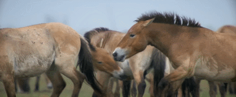 ZVjCnI.gif