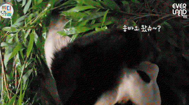 ZatOzI.gif