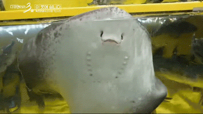 ZcfOpH.gif