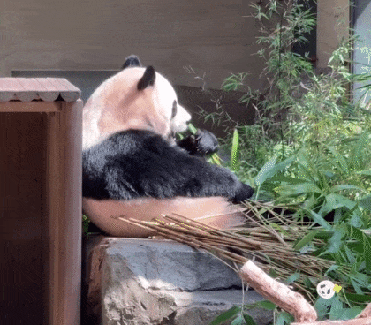 ZfOKZm.gif