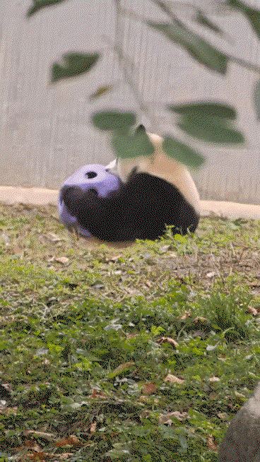 ZfruvY.gif