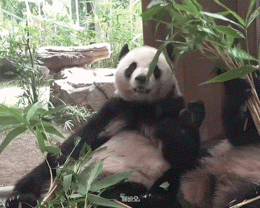 ZiRZhH.gif