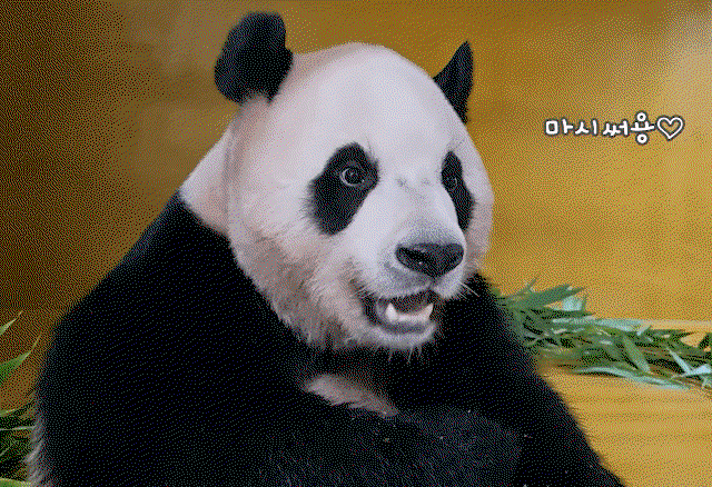 ZiZruJ.gif