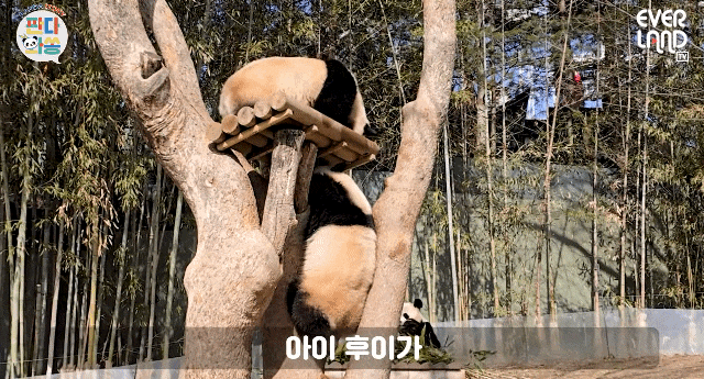 Zixjxr.gif