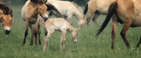 Zpzhmv.gif