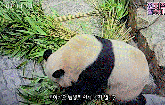 ZqtnhD.gif