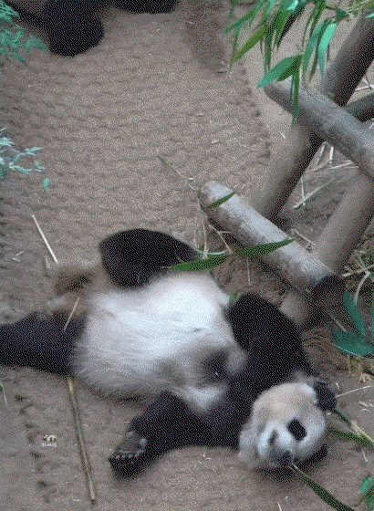 ZwcBHV.gif
