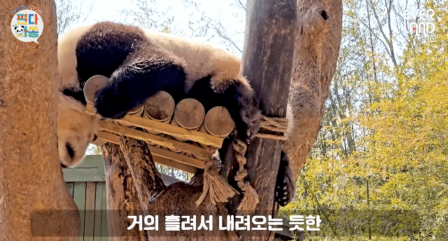 aBvCyi.gif