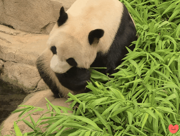aCwCxI.gif