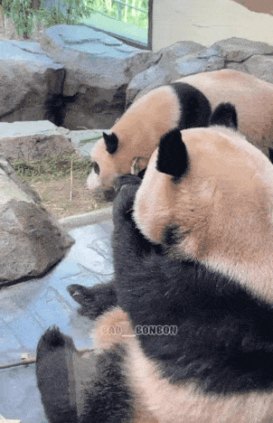 aISUXA.gif