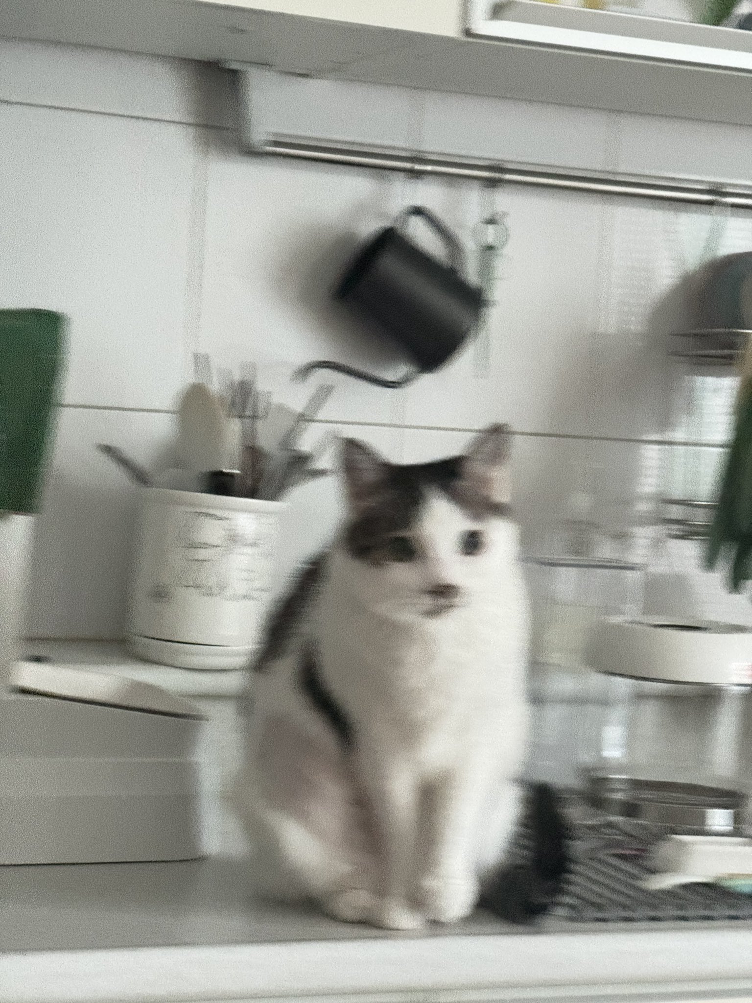 aMILKT
