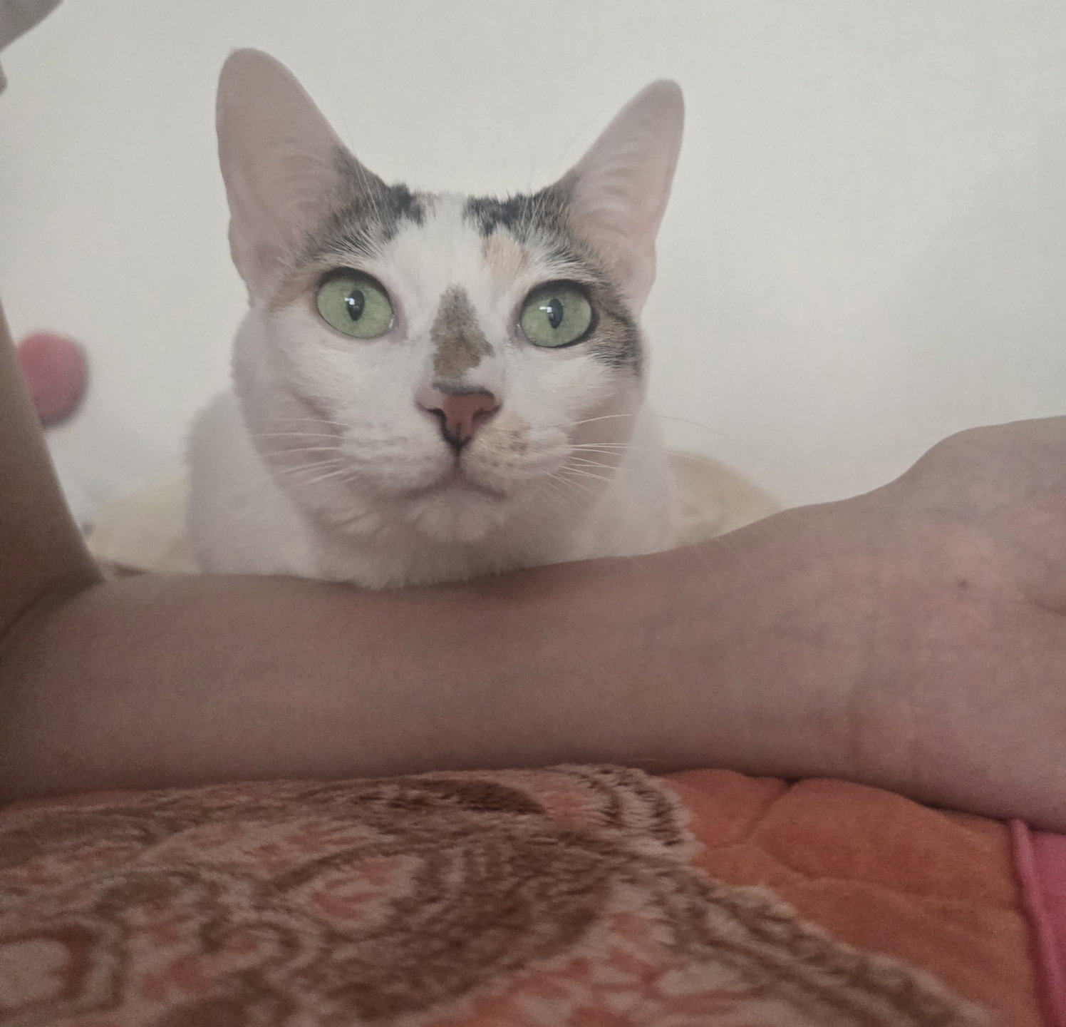 aWOUek