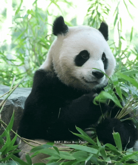 adcwgy.gif