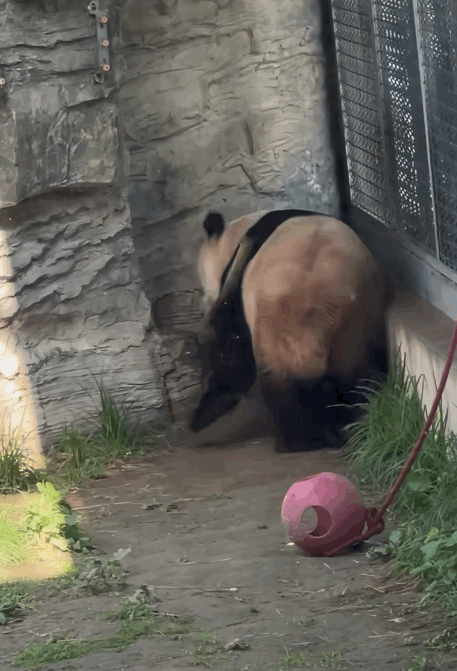 adidKy.gif