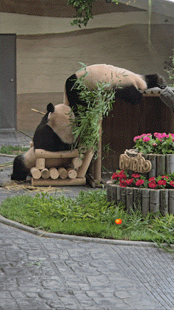 ajkNnR.gif