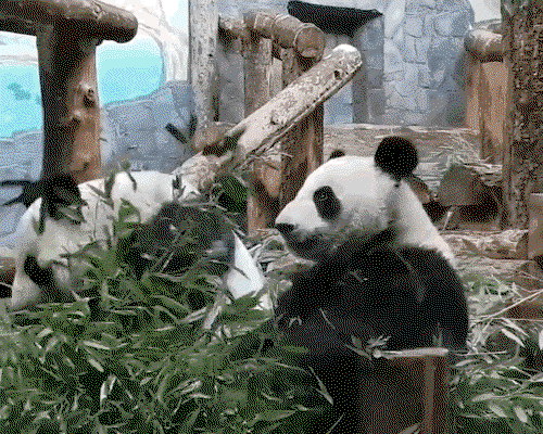 anIgJg.gif