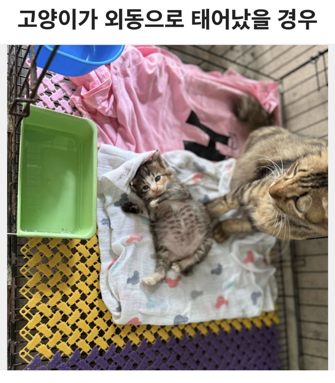 apihYf