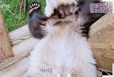 aqHwZx.gif