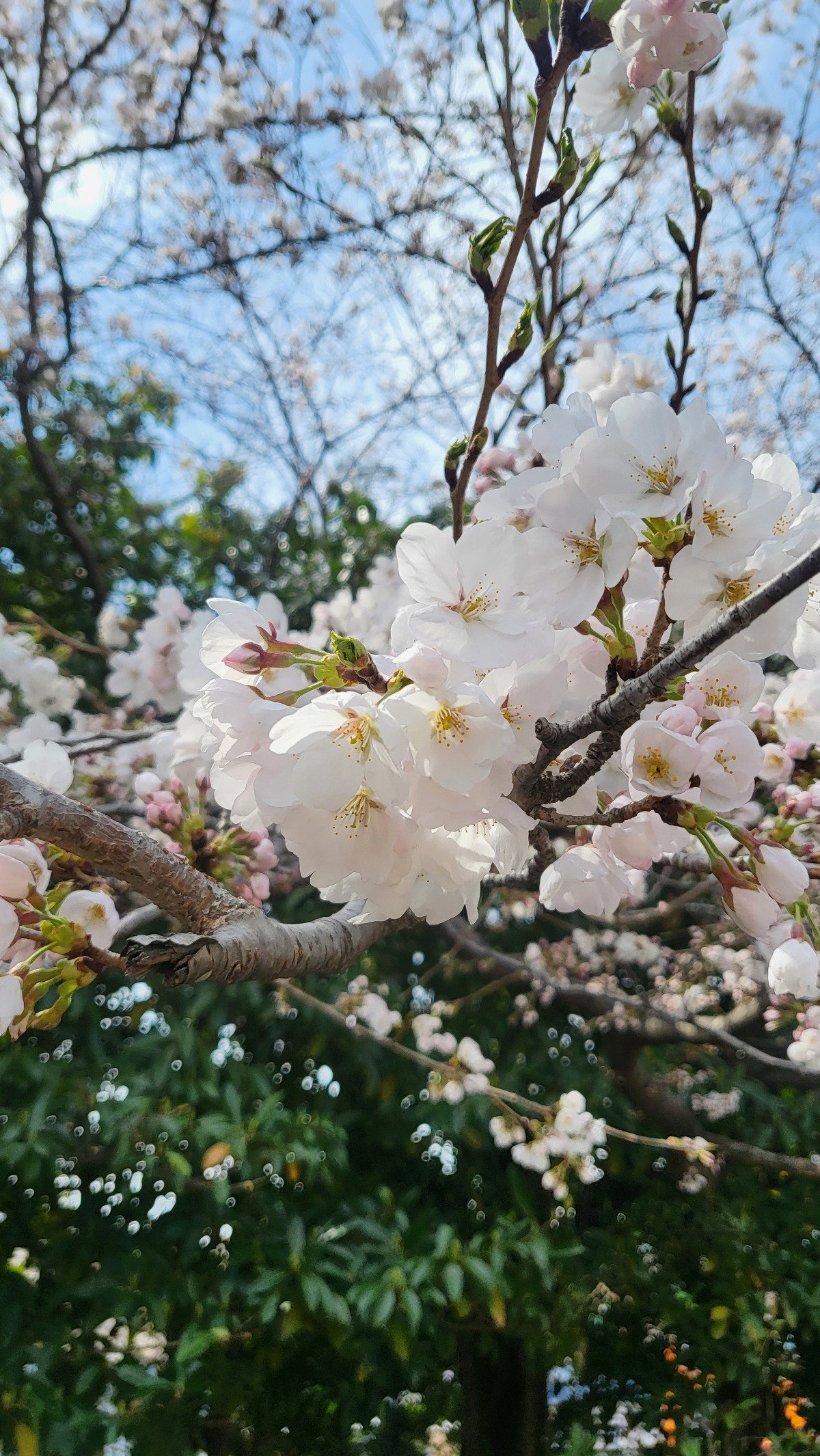 atDgWi