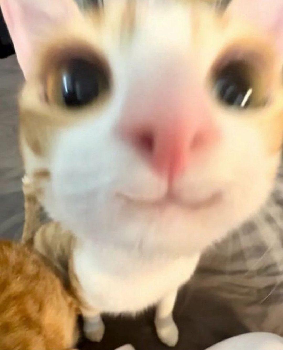 azODYV