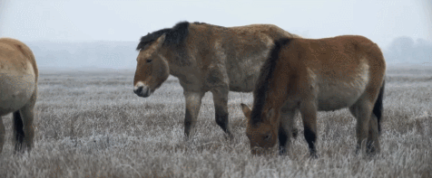 azZULj.gif
