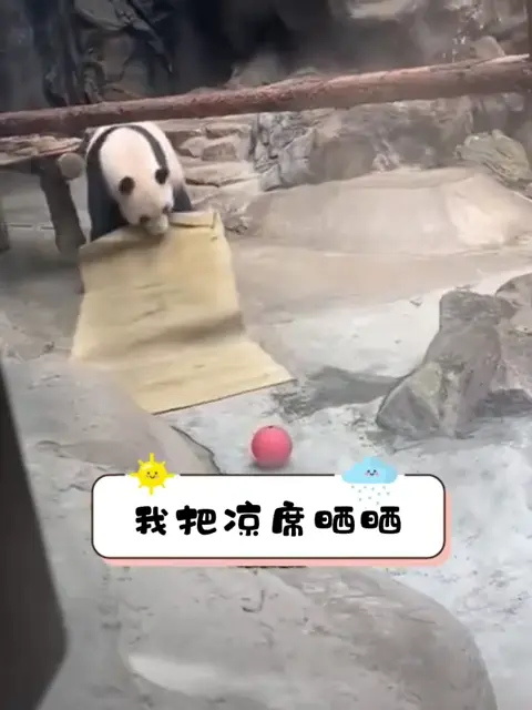 더쿠 - 애착 돗자리 널어 놓고 팡팡 터는 판다 멍얼이 ㅋㅋㅋㅋㅋ 🐼😮😮