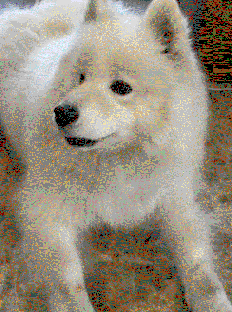 bFOpQk.gif