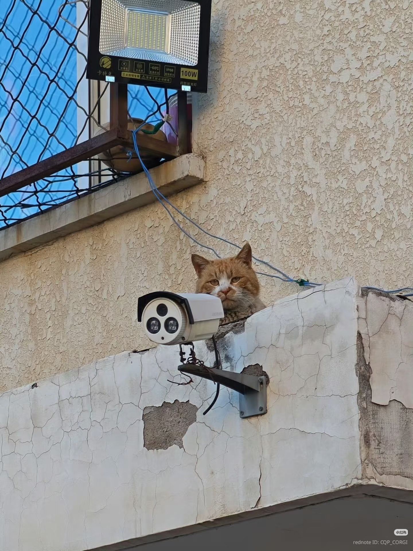 bGiIpZ