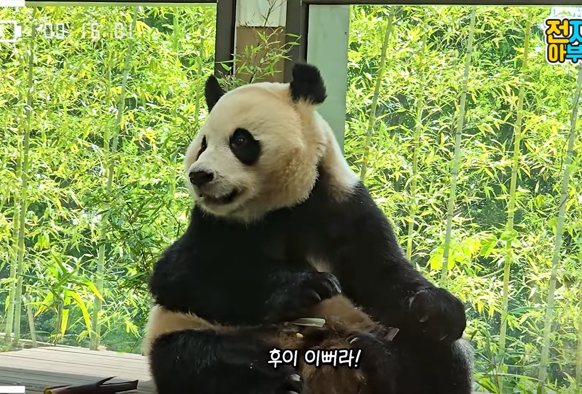 bHSdxq