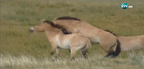 bIVlQE.gif