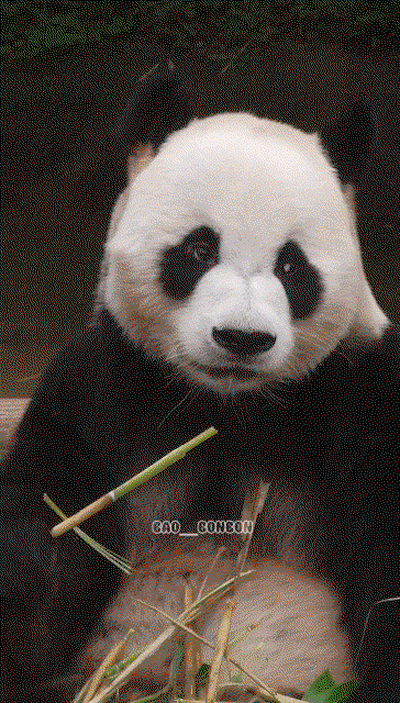 bPQCMZ.gif