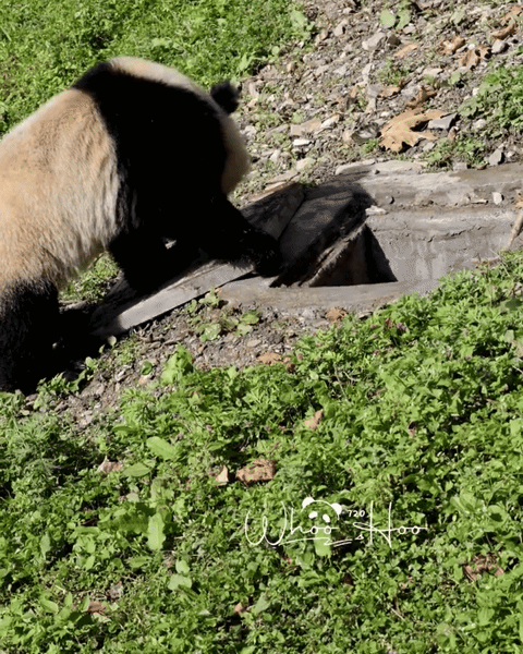 bPWeNQ.gif