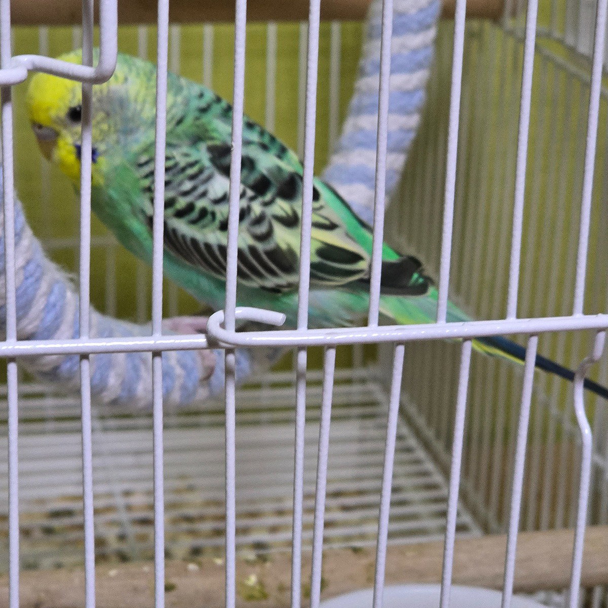bRLETb