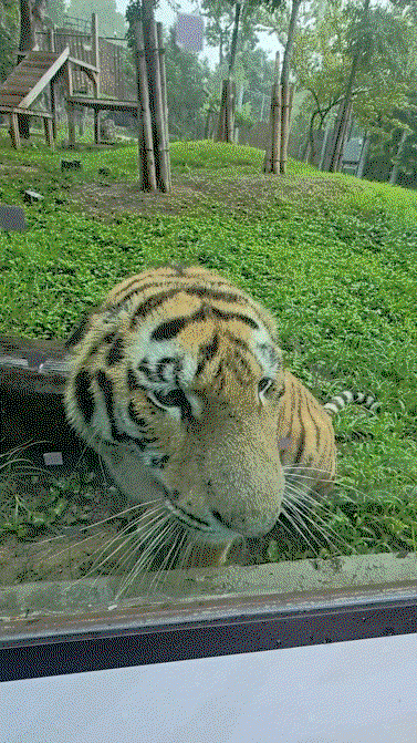 bSJPYB.gif