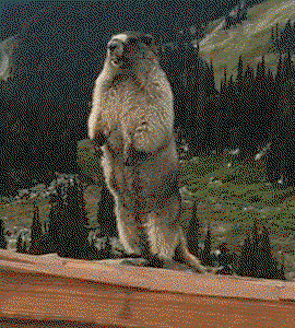 bUKNyj.gif