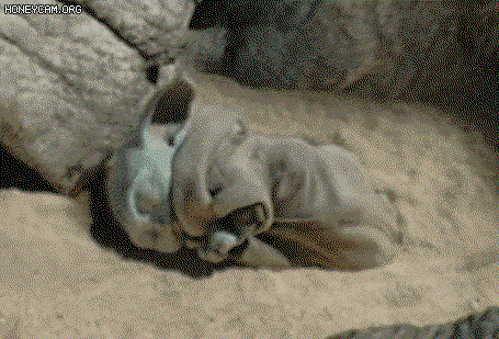 bXiSNY.gif