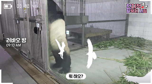 basotw.gif