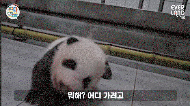 bdDygx.gif