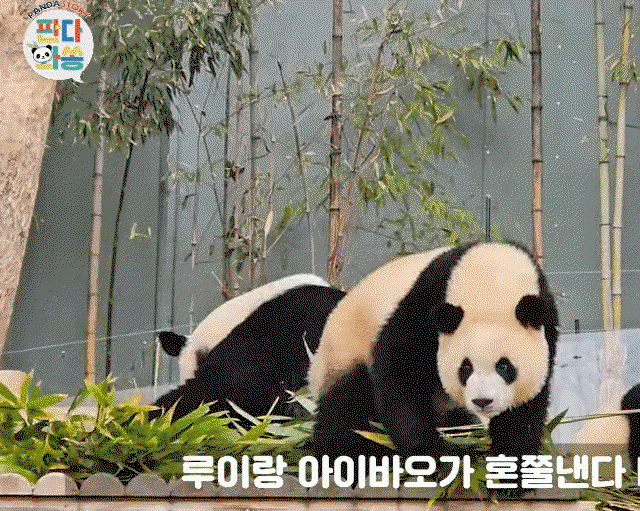 bodate.gif