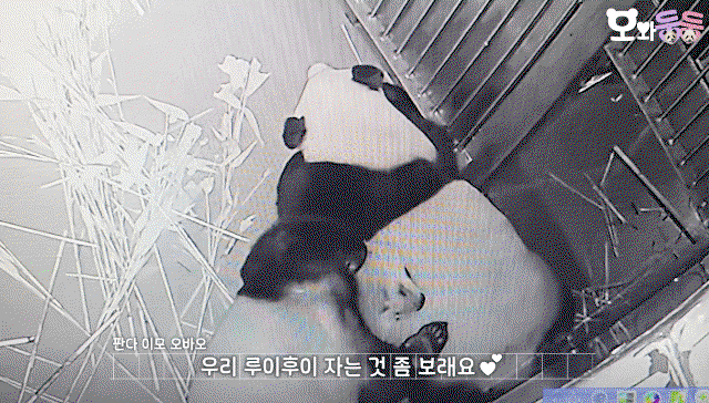 btceju.gif