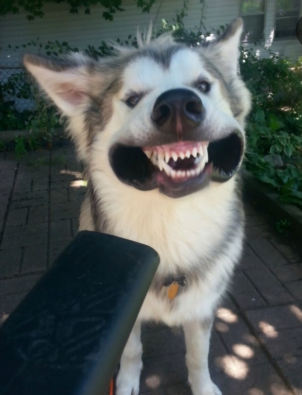 cAzRTF