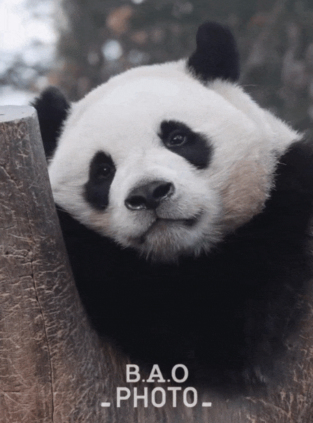 cCTtDr.gif