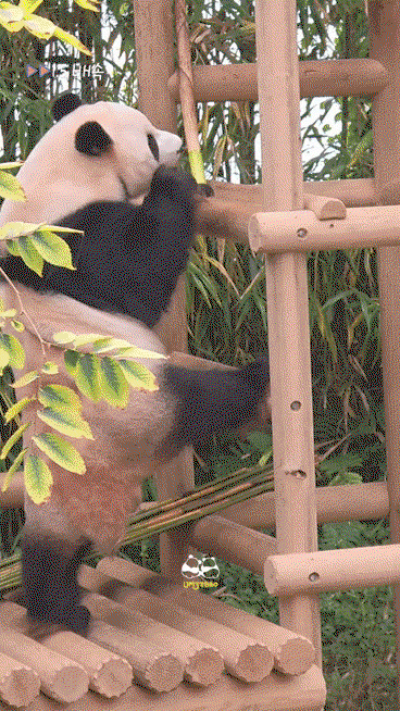 cCqyRf.gif