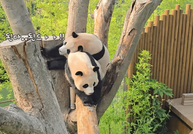 cFCegn.gif
