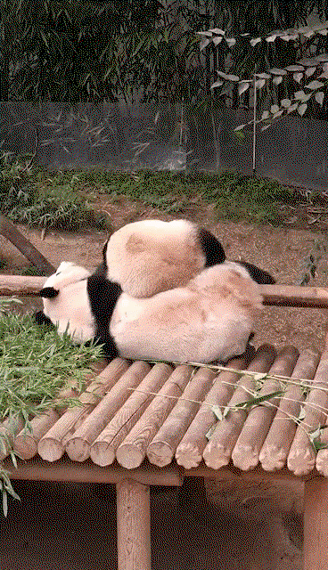 cFicTx.gif