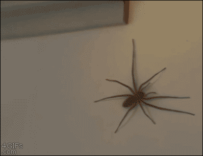 cIFWSH.gif